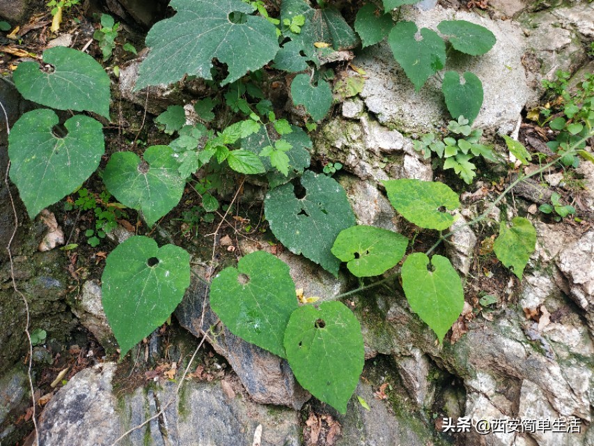 高冠瀑布现在开放吗,高冠瀑布值得去不