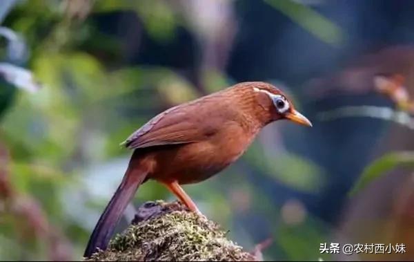 鸟类幼鸟如何喂食,鸟类幼崽怎么养