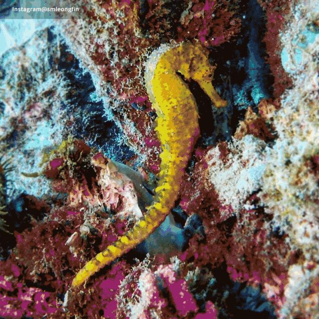 丽贝岛什么时候去最好,为什么要去人鱼岛