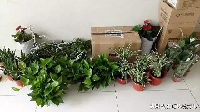 除甲醛的方法全在这了,除甲醛还有如此安全高效的方法