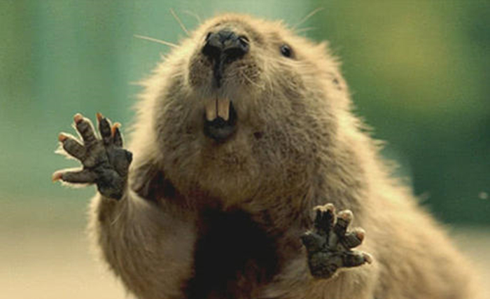 土拨鼠是一种动物吗,土拨鼠是一种什么动物