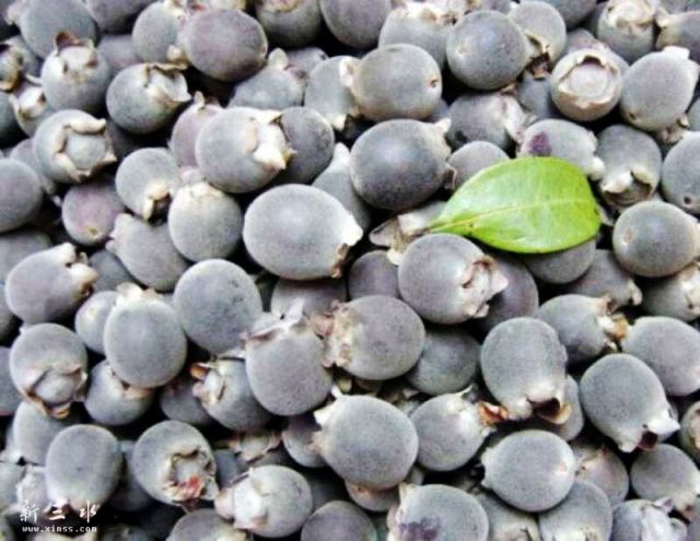 山上摘的野生稔子,客家稔子果