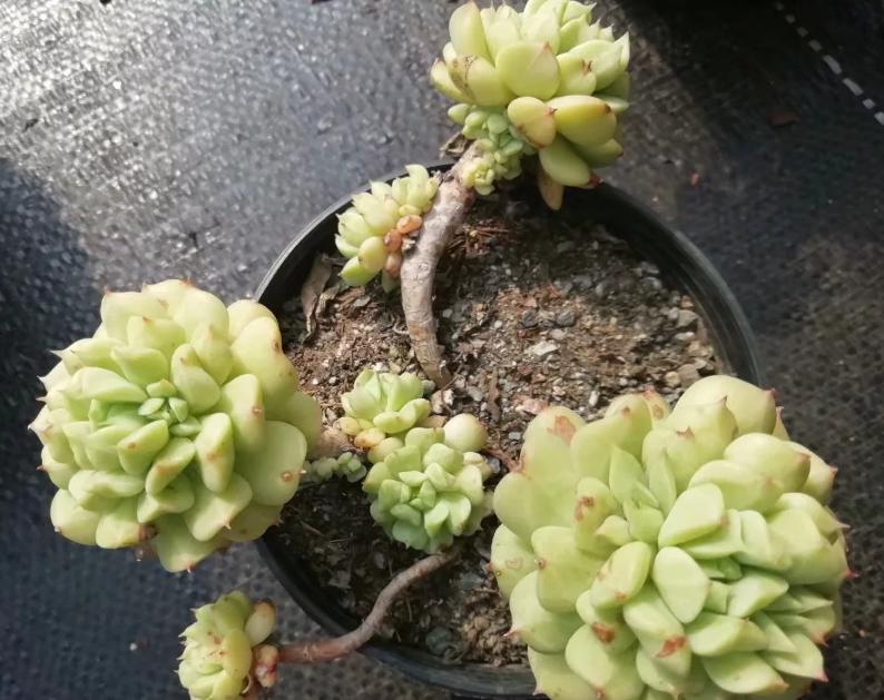 多肉养出状态来有多美?这102种多肉控养上色之后美呆了