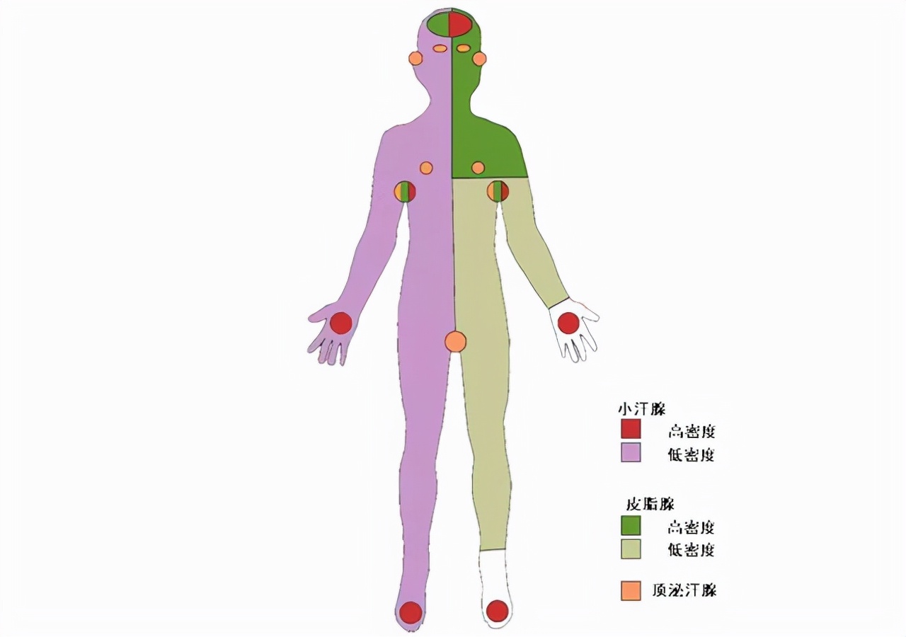脱毛为啥？114万年前人类褪毛，只剩阴毛、头发等，究竟有啥用？