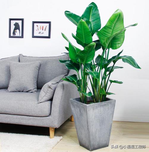 适合孕妇的室内绿植,家里有孕妇房间适合养什么植物