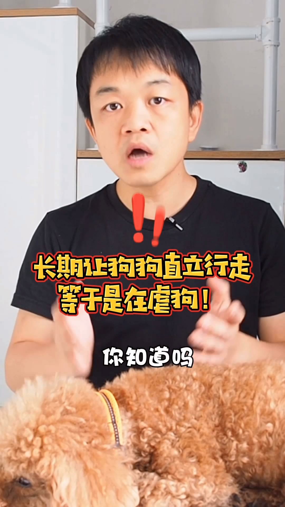 教狗狗直立行走的基本步骤,如何训练狗狗直立行走