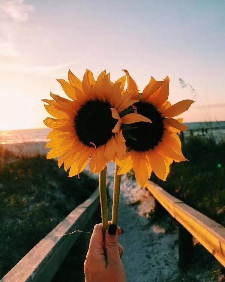 纯小白买花攻略,小白买股实操