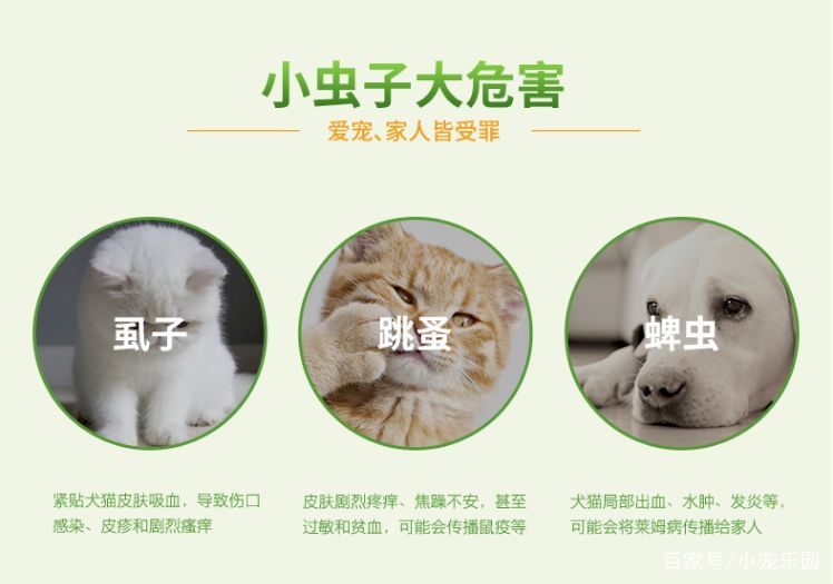 毛孩子春季驱虫的重要性,春季宠物驱虫指导大全