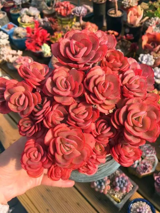 多肉容易养成老桩都有哪些品种,多肉老桩欣赏最新