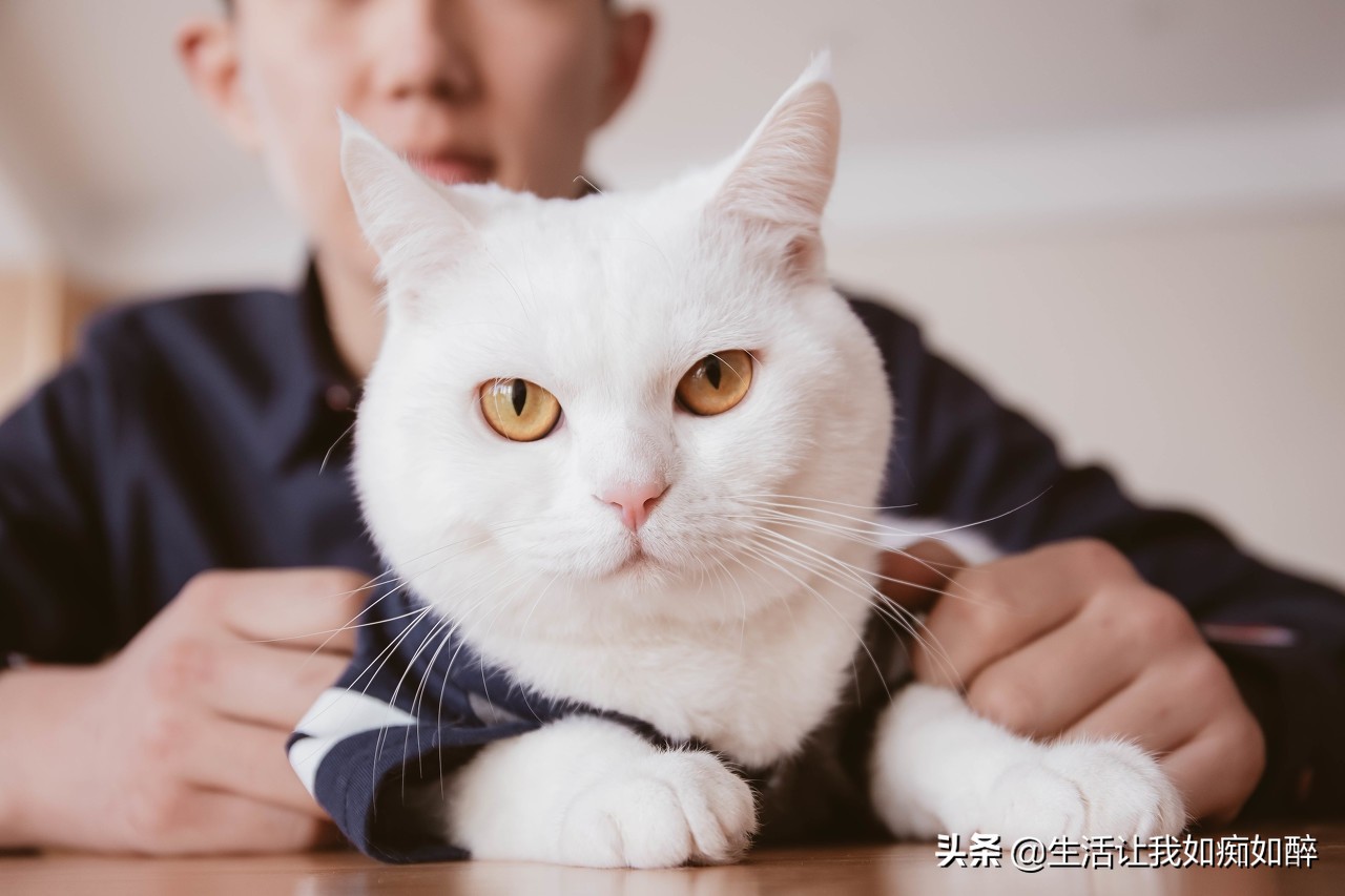 不但是萌宠、还是帅男的“哈哈”，猫星人的聪明智慧令人赞叹