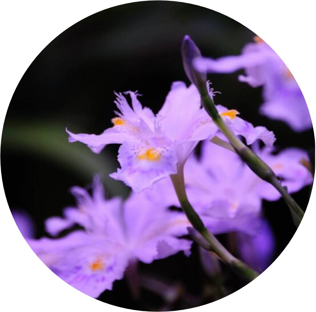 菊竹梅兰图欣赏,花中四君子的兰花图片