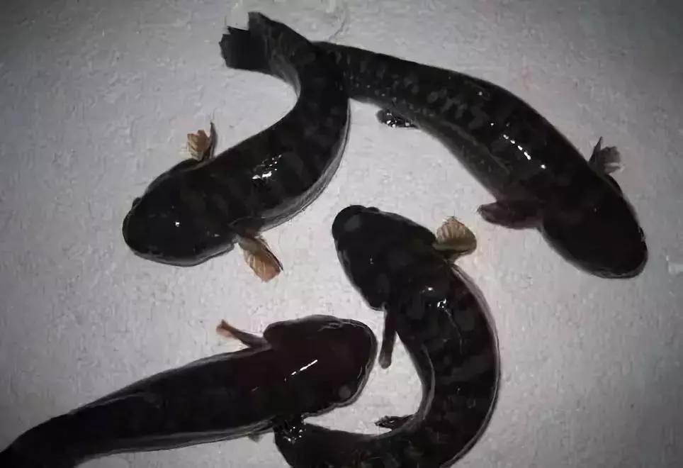 防城港怎么吃海鲜便宜不被坑,防城港干货海鲜有哪些