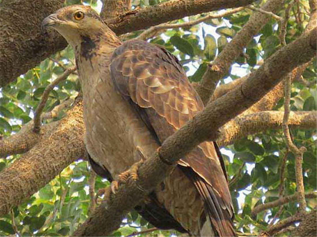 泰山上有猛禽,泰山上发现猛禽