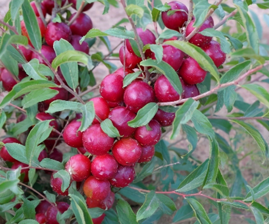 新疆一种跟康熙有关系的水果,康熙国宝级水果