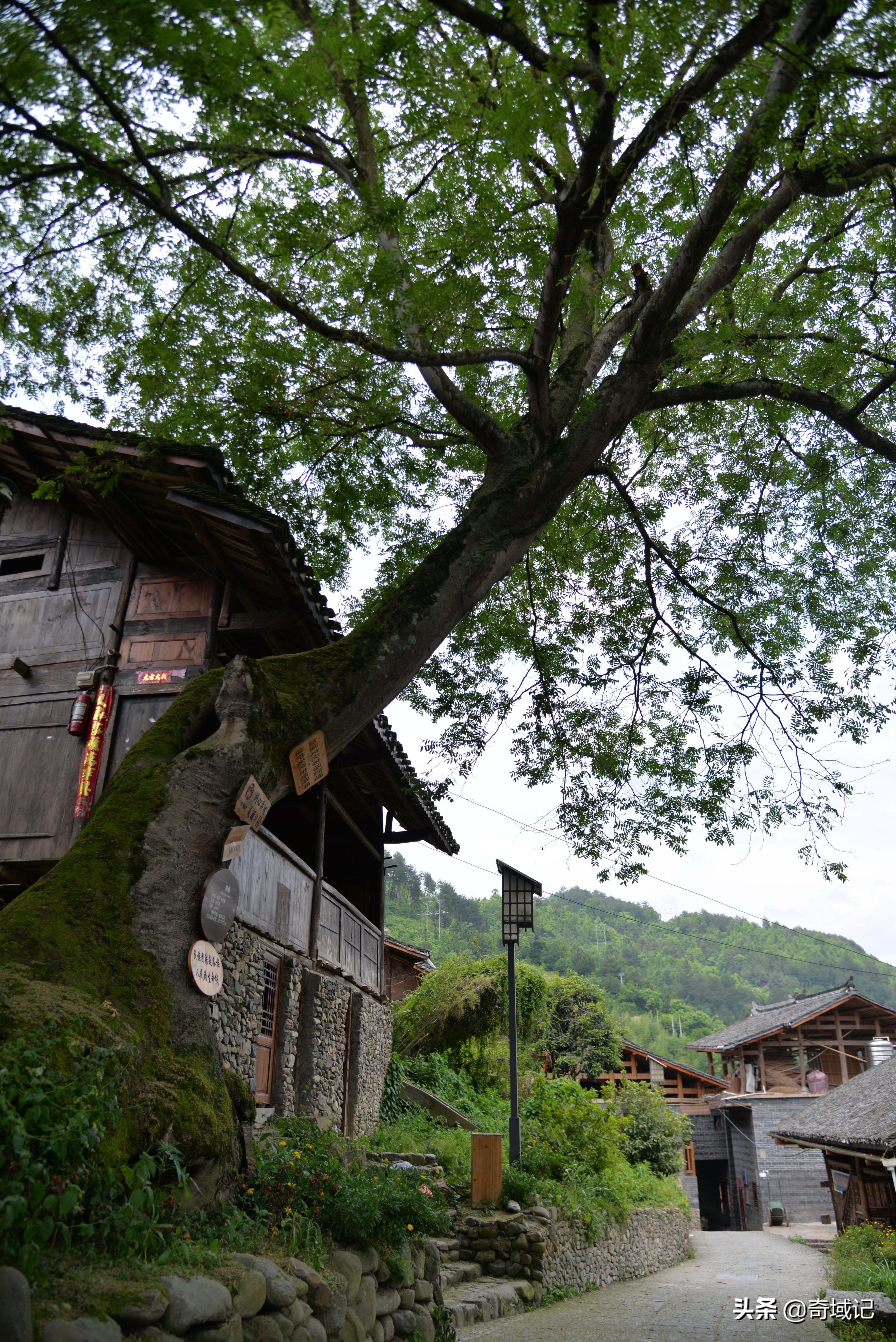 贵州苗族最长独木龙舟赛视频,贵州黔东南龙舟长滩