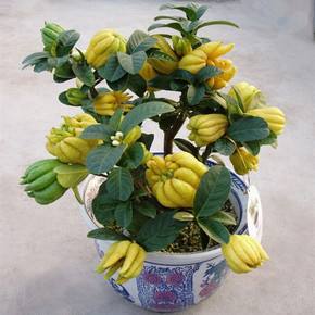 佛手怎样繁殖和扦插图片,佛手种植方法教程