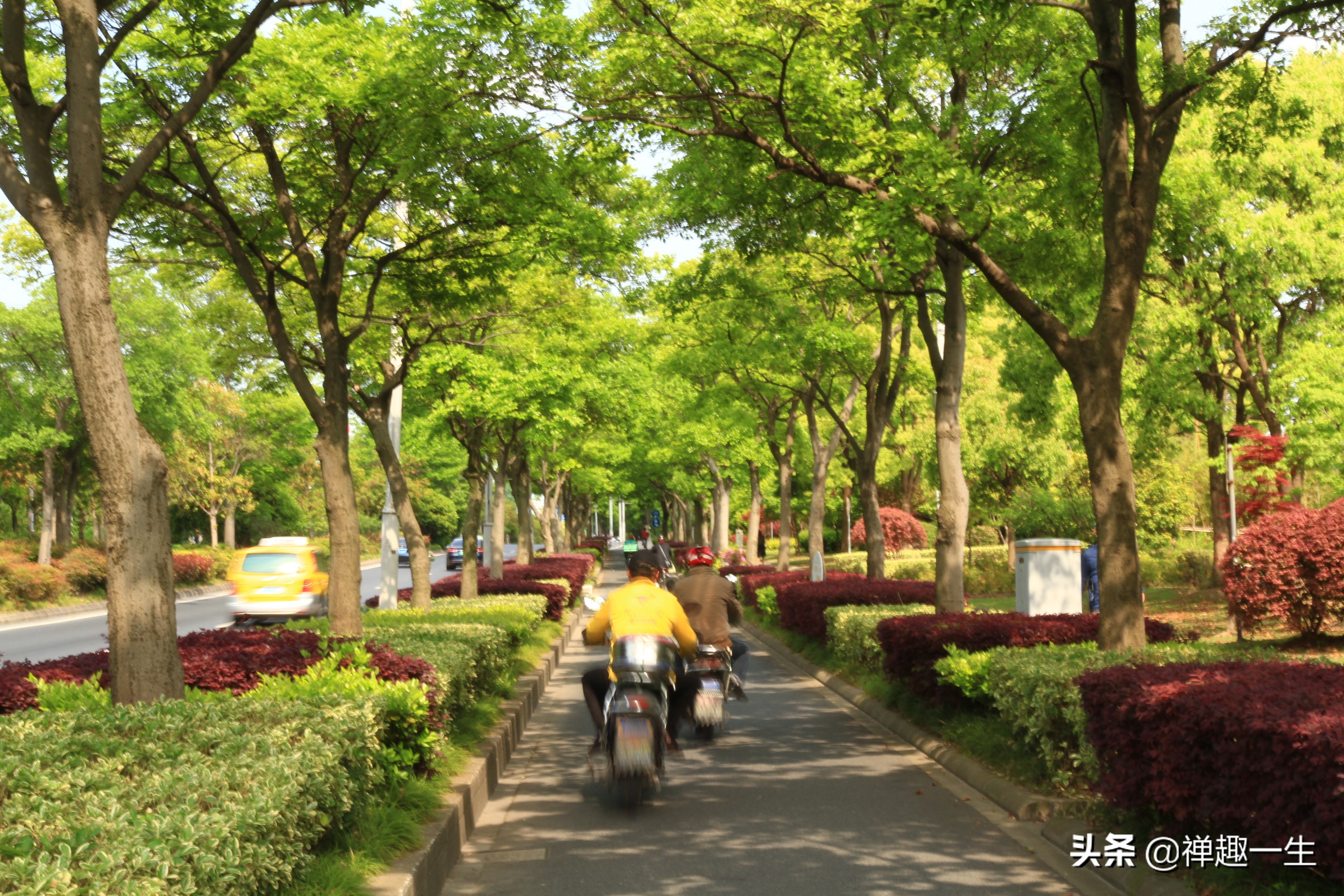 九曲江湾，十里湿地，鸟语花香，沪上最美中心城区，您去过吗？