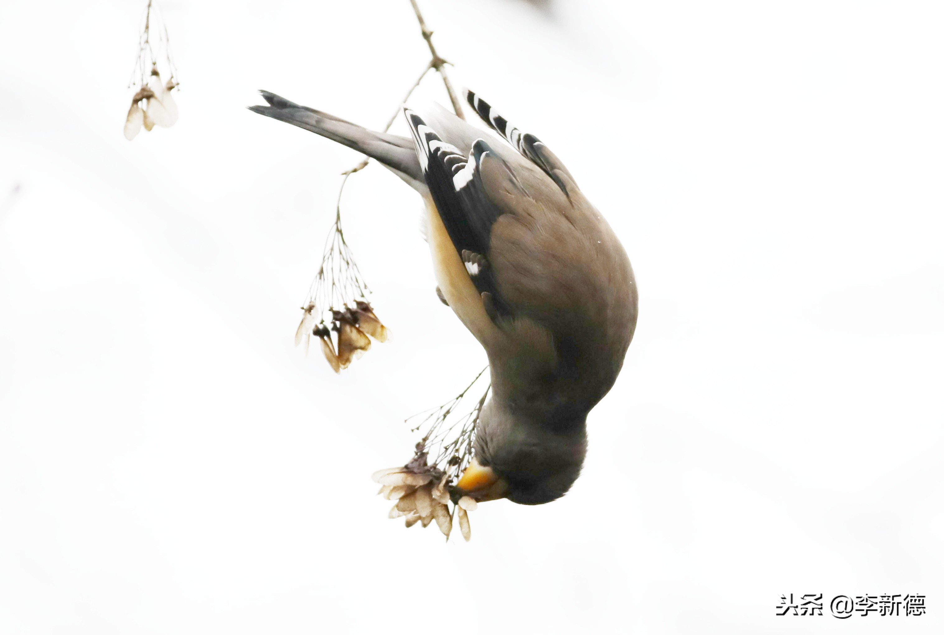 合肥望江西路蜀峰湾,合肥蜀峰湾有什么鸟