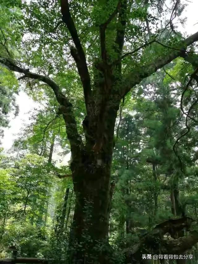 浙江安徽江西福建四省游客，可半价游览，省内近二百多家景区