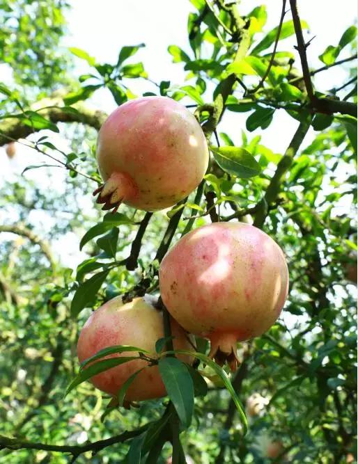 蒙自老树石榴图片大全,云南蒙自宝石石榴