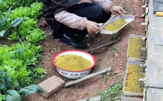 花粉怎么吃,花粉每天吃多少为宜