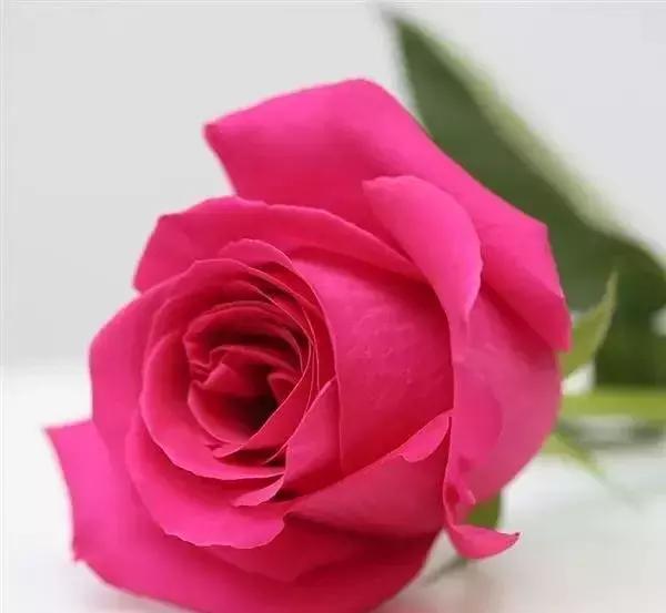 100种玫瑰的名字和图片,100种玫瑰品种科普你都认识吗