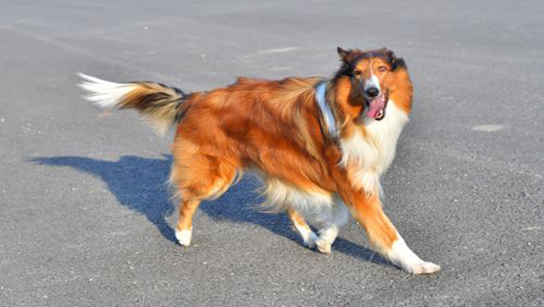 苏牧购买,哪里可以买到正宗的苏牧