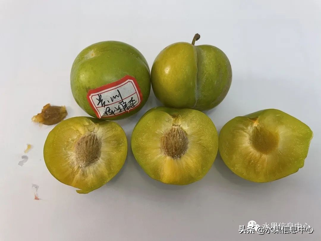 李子柒测评黄桃罐头,正宗蜂糖李子几月份成熟