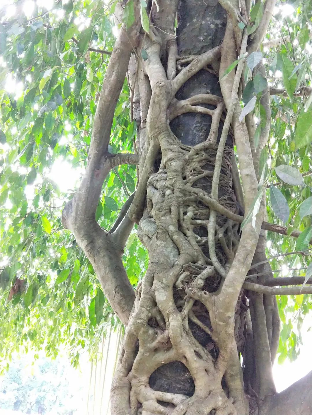 袁金奎老师国画作品欣赏,袁金奎写意花鸟画作品