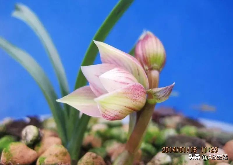 春兰姜氏荷兰名品欣赏,姜氏荷兰花春兰