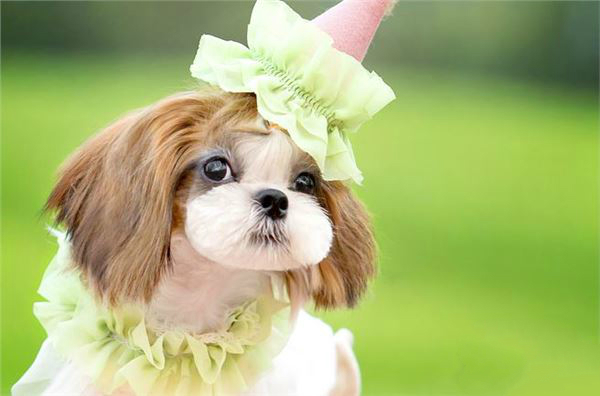 狗界最帅的狗是哪种狗,世界上十大最漂亮的狗品种