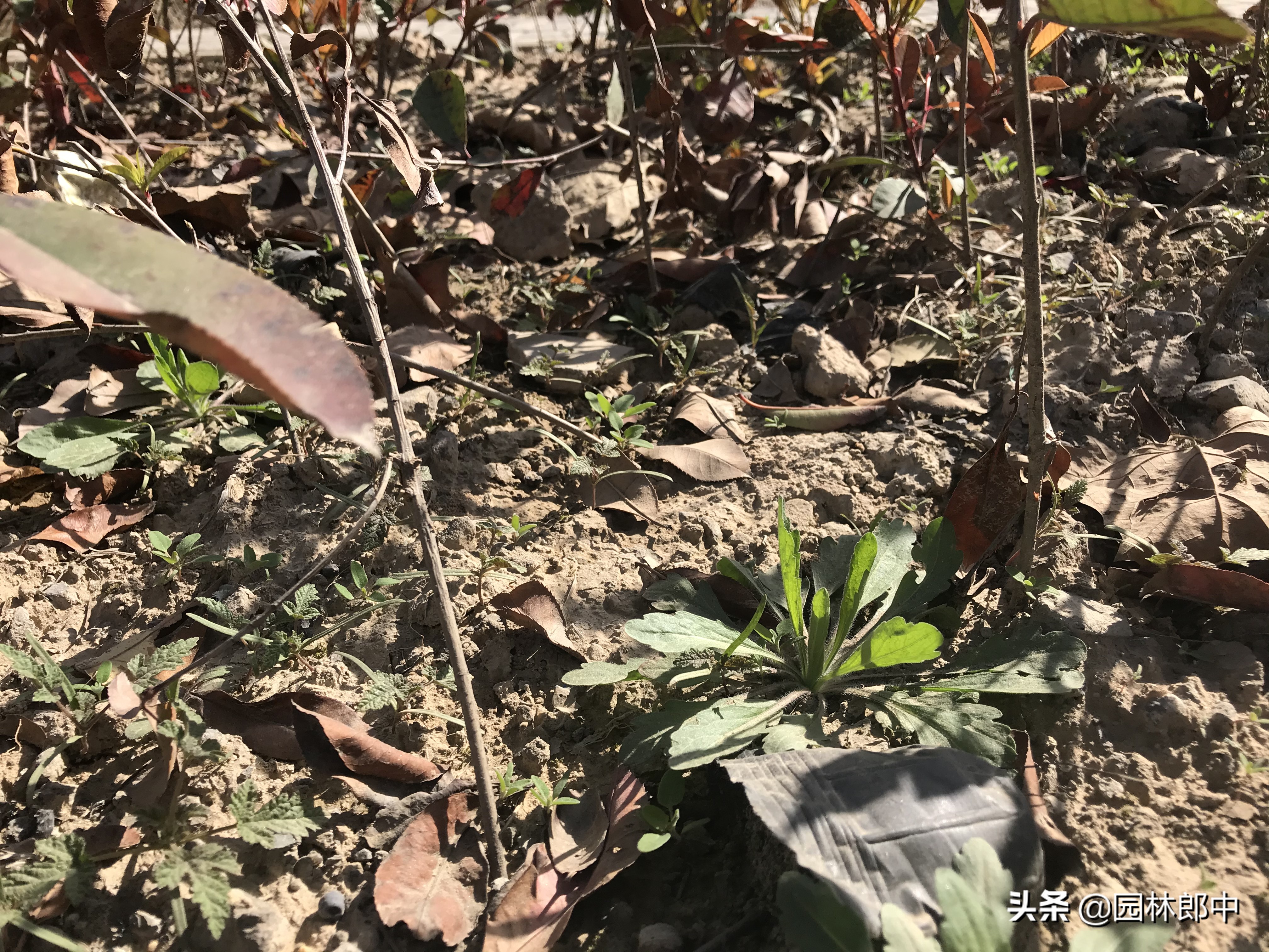 巧用除草剂,绿篱的杂草用哪种除草剂