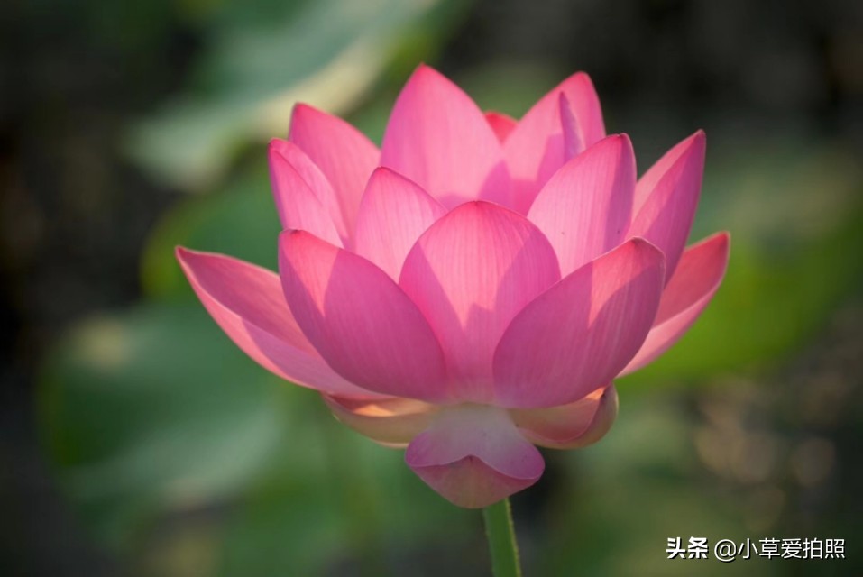 威海夏晨荷图片,金秋十月威海羊亭湿地公园美醉了