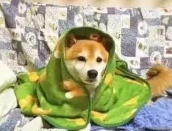 苏州联萌宠物餐馆,苏州联萌宠物餐厅开业了吗