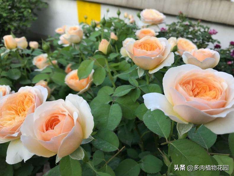 月季花霜霉病治疗方法,预防月季花霜霉病使用什么药