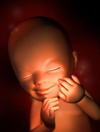 胎儿发育全过程标本,是否能看到胎儿的发育过程