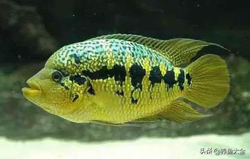 观赏鱼混养最佳方法,观赏鱼混养的最佳方法