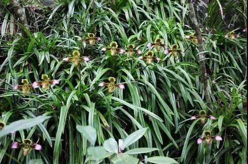 野生兰花被列为二级保护植物,野生植物保护野生兰花