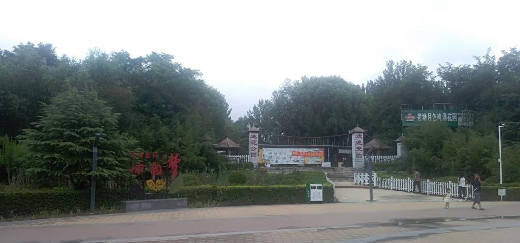 映日荷花别样红湖中美景,莲叶无穷碧映日荷花别样红美景