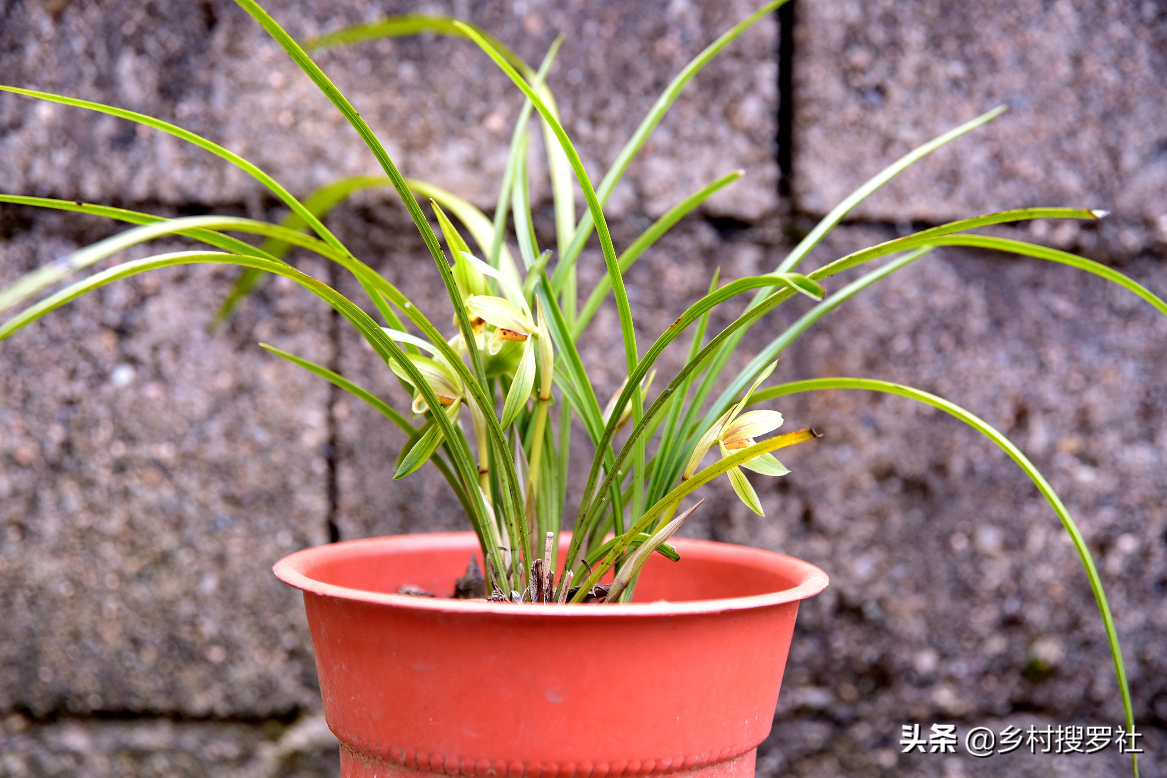 春季室外兰花如何杀虫和防虫,兰花杀虫最好的方法