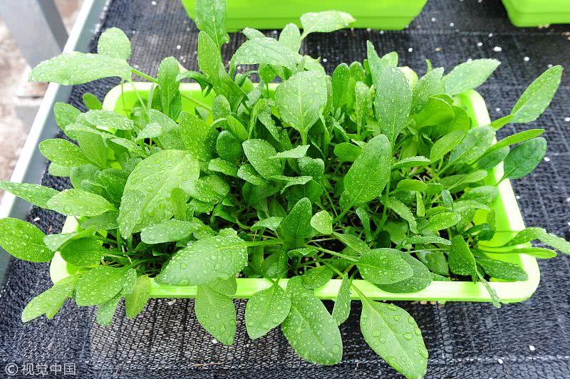 盆栽蔬菜与无土栽培的区别在哪里,盆栽蔬菜基质技术有哪些