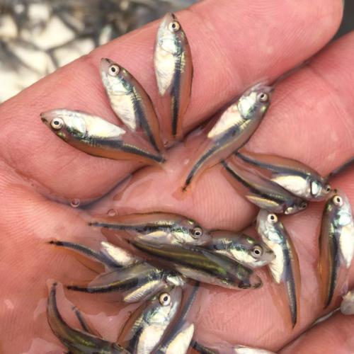 泥鳅养殖致富案例,80后小伙返乡养泥鳅