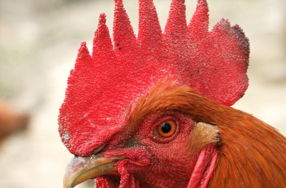 即便你经常吃，但是关于鸡你真的知道很多吗？