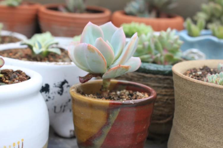 多肉植物的煤烟病图片,多肉植物得了煤烟病怎么治