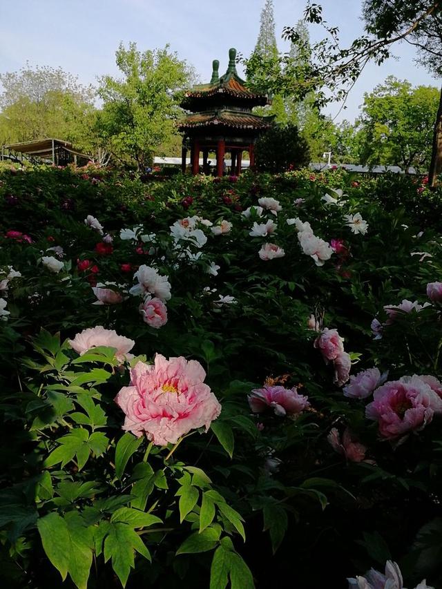 洛阳牡丹花摄影,中国牡丹花开摄影