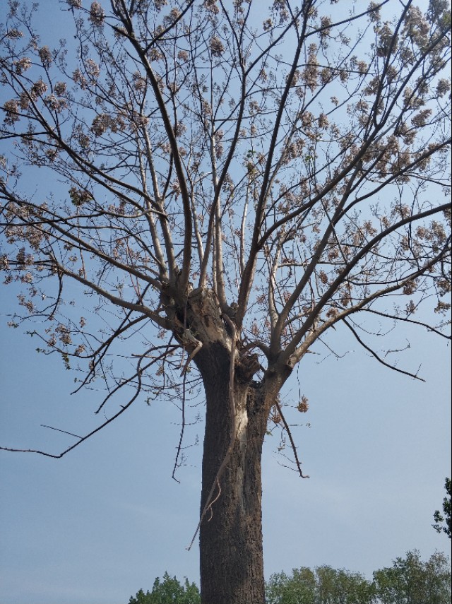 大连石灰石矿地块土拍,大连石灰石矿王健林还开发吗