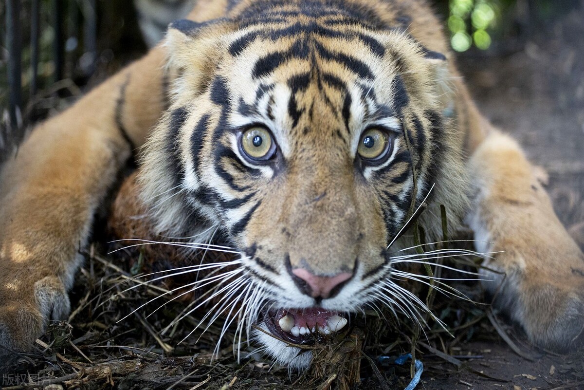 真正的野生老虎多可怕,为什么野生老虎处于危险中