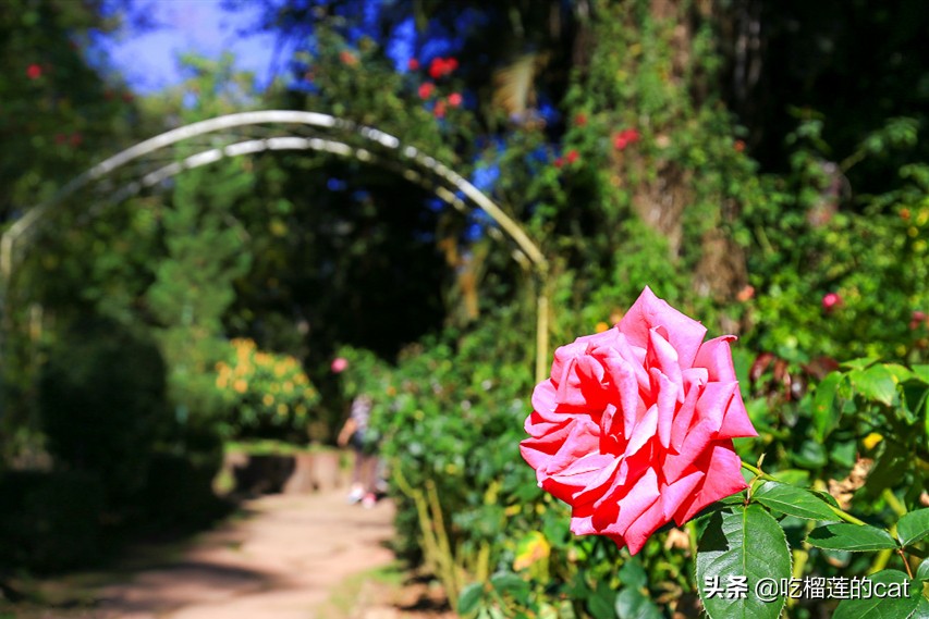 2019春节清迈自由行10大必去景点（泰北旅游景点/清莱景点推荐）