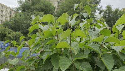 “跨界级”专业防抖，手机和微单都可用，普通人的视频“法宝”