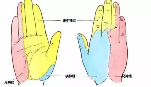 面神经分布图片大全,怎么记住面神经分布